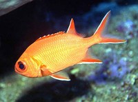 Myripristis vittata, Whitetip soldierfish: