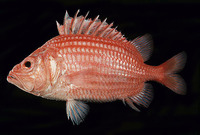Ostichthys archiepiscopus, Longsnout soldier: fisheries