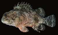 Parascorpaena picta, Northern scorpionfish: