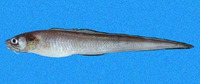 Lepophidium prorates, Prowspine cusk eel: