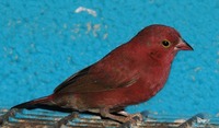 Lagonosticta senegala - Red-billed Firefinch