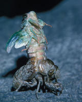 Image of: Cicadidae (cicadas)