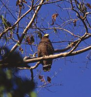 Andaman Serpent-Eagle - Spilornis elgini
