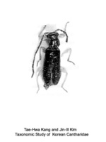Malthinellus bicolor - OO병대벌레