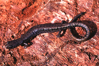 : Batrachoseps wrightorum; Oregon Slender Salamander