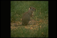 : Spermophilus armatus; Vinta Ground Squirrel