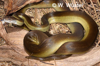 : Apodora papuana; Papuan Olive Python