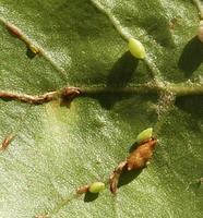 : Dryocosmus dubiosus; Two-horned Oak Gall Wasp;