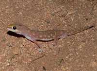 : Diplodactylus stenodactylus; Sand-plain Gecko