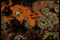 : Anthopleura artemisia; Sea Anemone