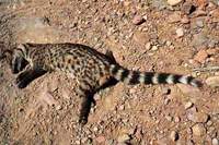 작은사향고양이 Viverricula indica  Small Indian Civet