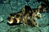 Heterodontus francisci, Horn shark: fisheries, aquarium