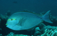 Acanthurus mata, Elongate surgeonfish: fisheries, aquarium