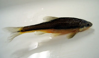 Notropis lutipinnis, Yellowfin shiner: