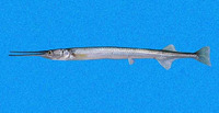 Strongylura exilis, Californian needlefish: fisheries