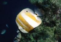 Coradion chrysozonus, Goldengirdled coralfish: fisheries, aquarium