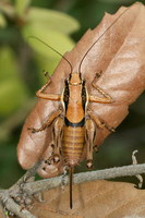 Eupholidoptera chabrieri