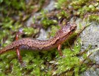 Image of: Desmognathus wrighti (pygmy salamander)