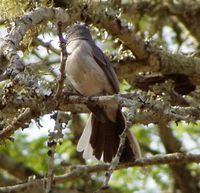 Gray Tit-Flycatcher - Myioparus plumbeus