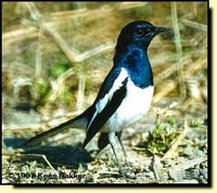 Oriental Magpie-Robin - Copsychus saularis