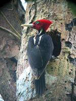 Pale-billed Woodpecker - Iain Campbell