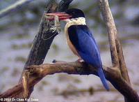 Black-capped Kingfisher » Halcyon pileata
