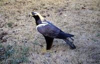 El águila imperial ibérica (Aquila adalberti), es la rapaz más amenazada del continente europeo ...