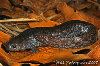 : Ambystoma texanum; Smallmouth Salamander
