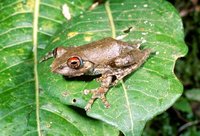 : Boophis rufioculis; Madagascan Red-eye Treefrog