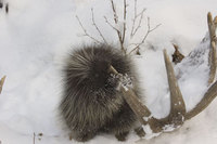 : Erethizon dorsatum; American porcupine