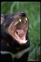 : Sarcophilus harrisii; Tasmanian Devil