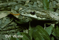 : Dryophiops rufescens; Snake