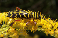 : Megacyllene robiniae; Locust Borer Beetle;