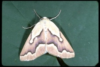: Sabulodes edwardsata; Moth