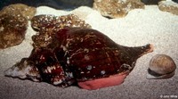 : Pleuroploca gigantea; Florida Horse Conch
