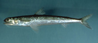 Saurida normani, Shortjaw lizardfish: