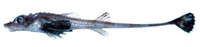 Bathyagonus nigripinnis, Blackfin poacher: fisheries