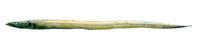 Benthodesmus tenuis, Slender frostfish: