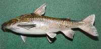 Pterodoras granulosus, Granulated catfish: fisheries, aquarium