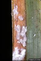 Trionymus diminutus - New Zealand Flax Mealybug