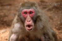 Macaca fuscata - Japanese Macaque
