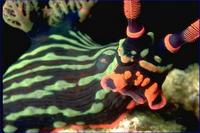Image of: Nembrotha