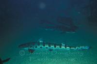 Image of: Triakis semifasciata (leopard shark)