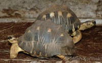 Astrochelys radiata - Radiated Tortoise