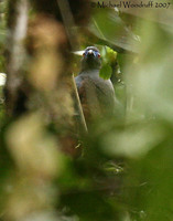 Sickle-winged Guan - Chamaepetes goudotii