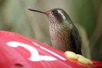 Speckled Hummingbird - Adelomyia melanogenys