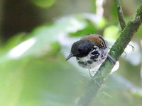 Spotted Antbird - Hylophylax naevioides