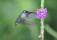Violet-headed Hummingbird on Vervain blossom. Photo by Barry Ulman. All rights reserved.