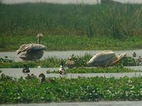 ...Pink-backed Pelican (Afrikansk pelikan) - Pelecanus rufescens - Northern Shoveler (Skedand) - An