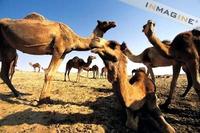 Dromedary Camels (Camelus dromedarlus) photo
